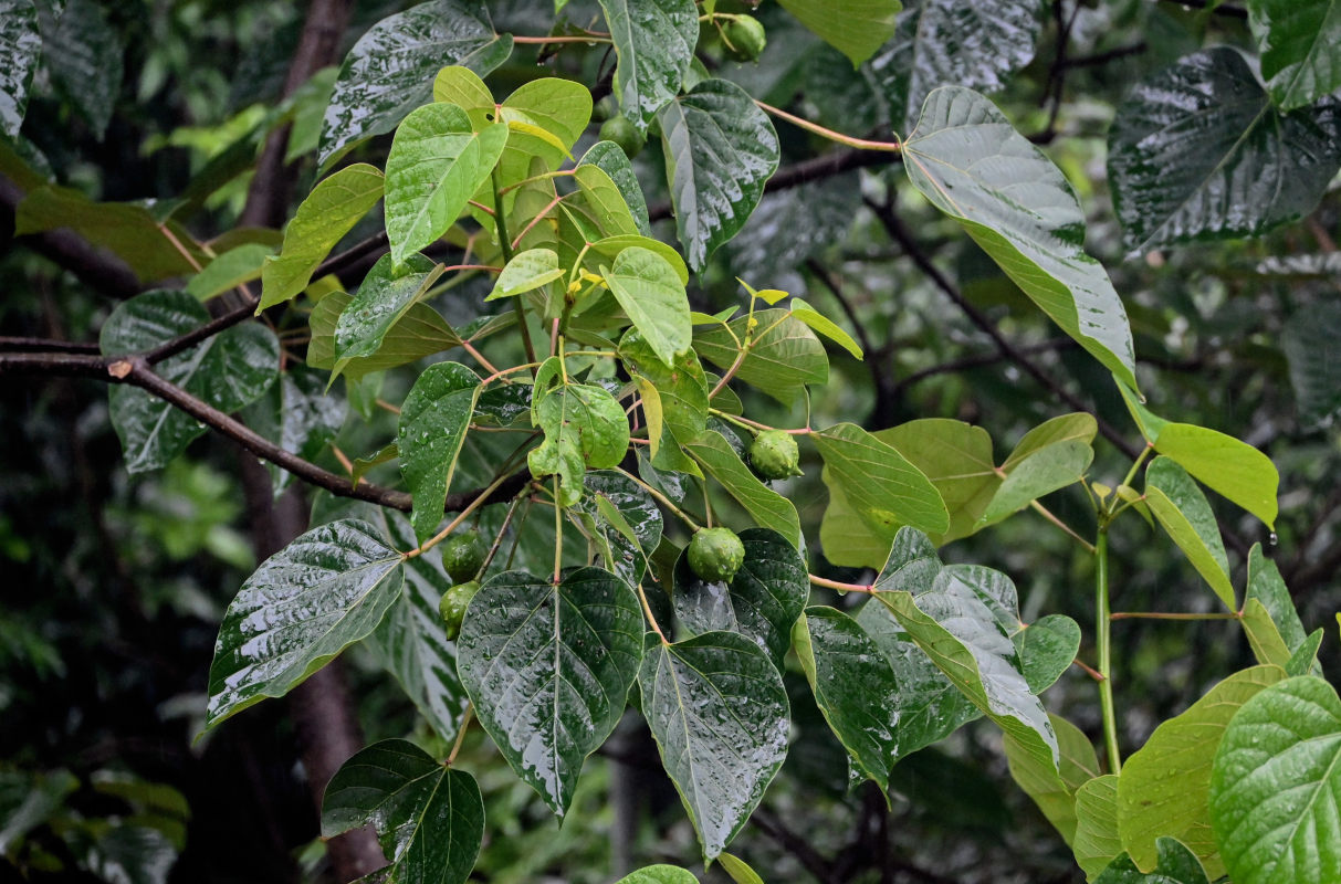 Image of Vernicia fordii specimen.