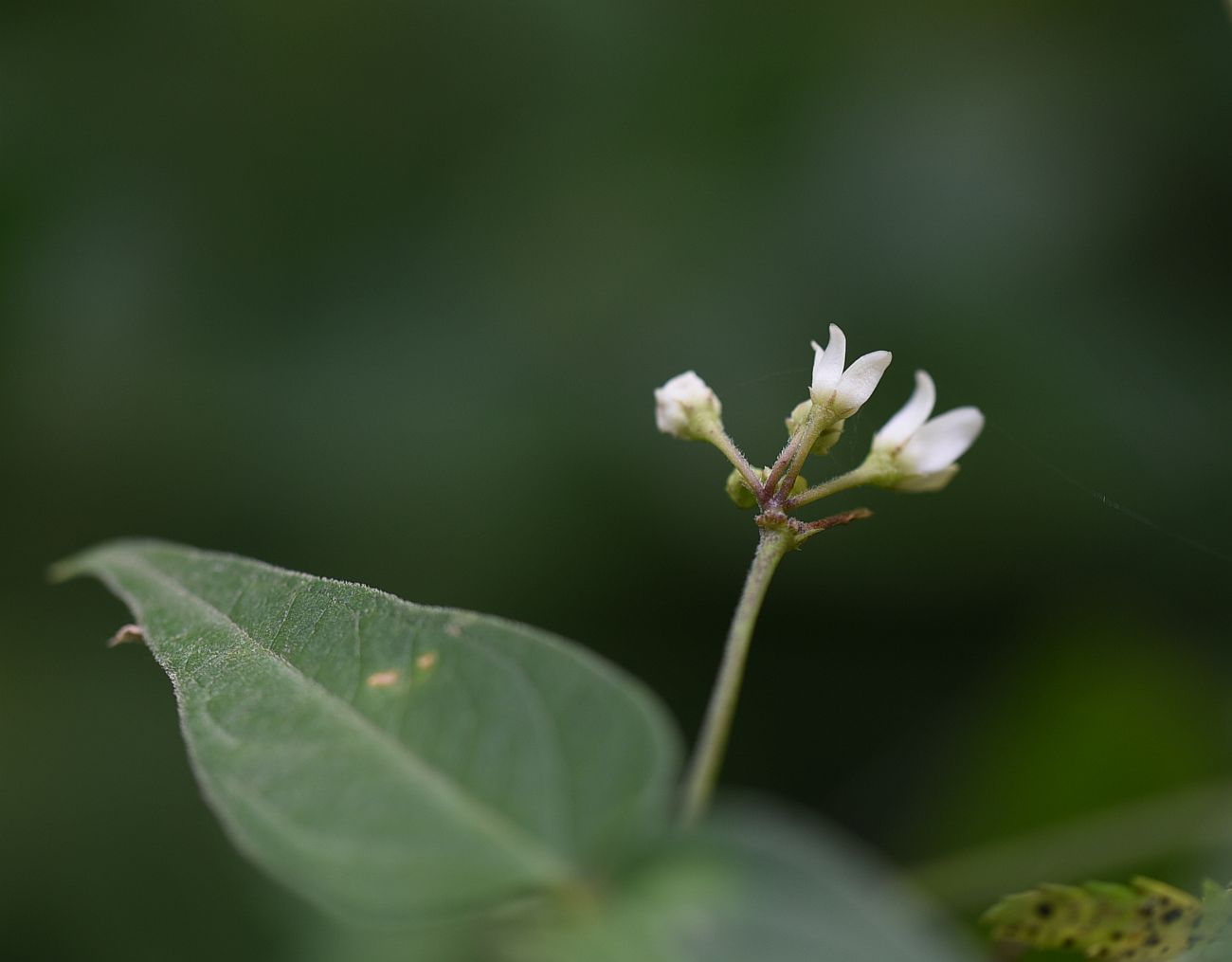 Image of Vincetoxicum hirundinaria specimen.