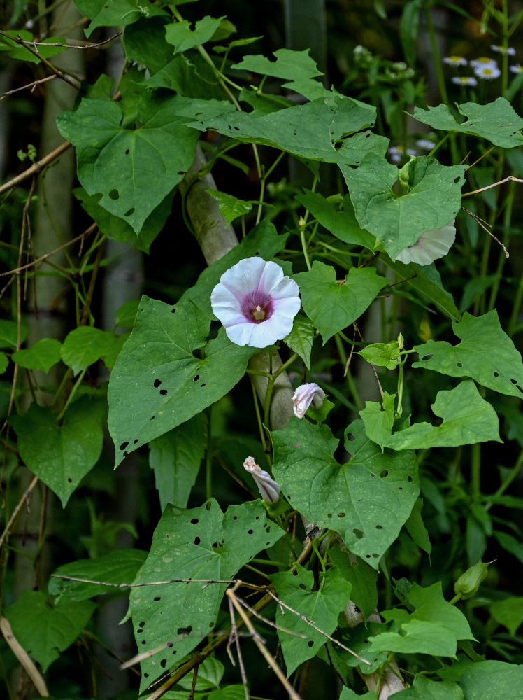 Изображение особи род Calystegia.