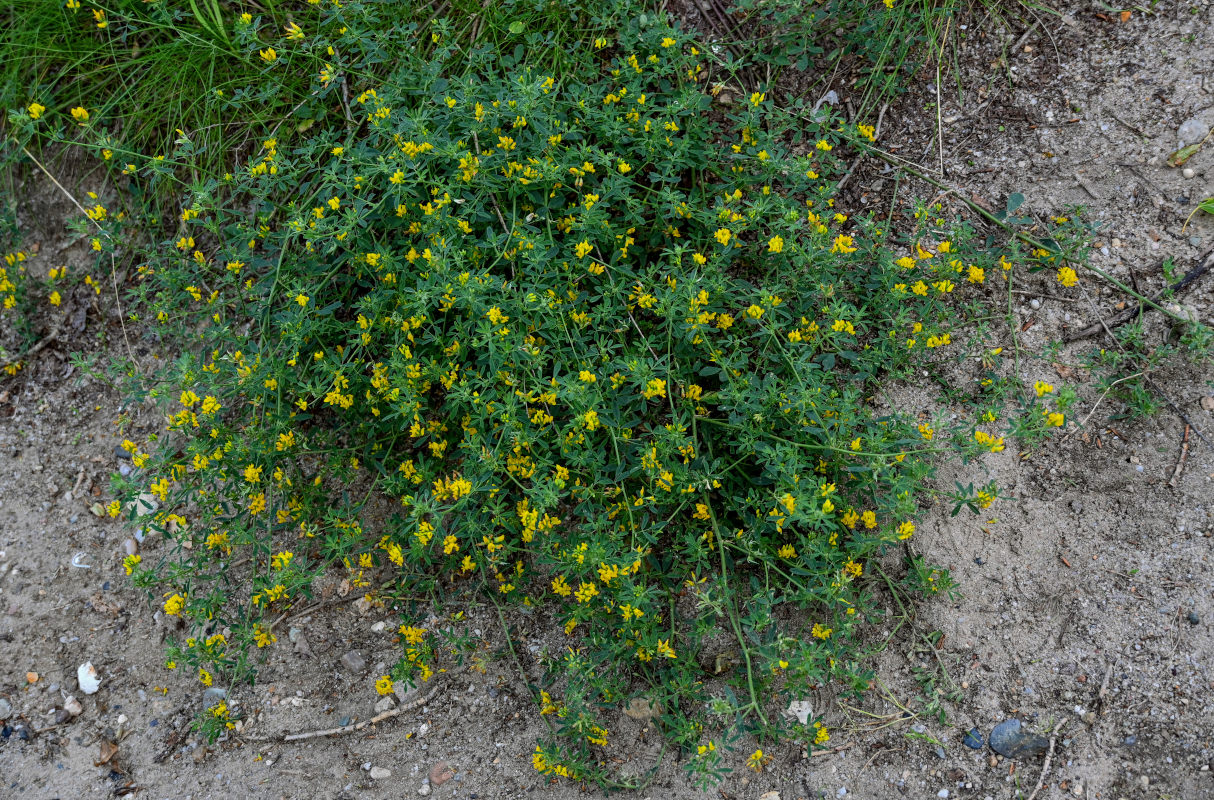 Изображение особи Medicago falcata.