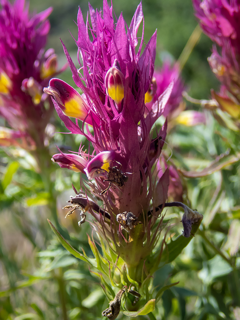 Image of Melampyrum arvense specimen.