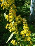 Solidago decurrens