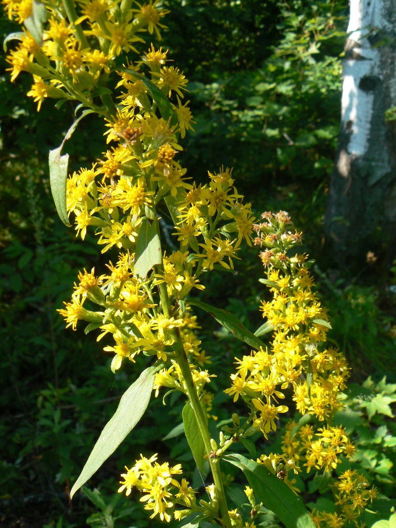 Изображение особи Solidago decurrens.