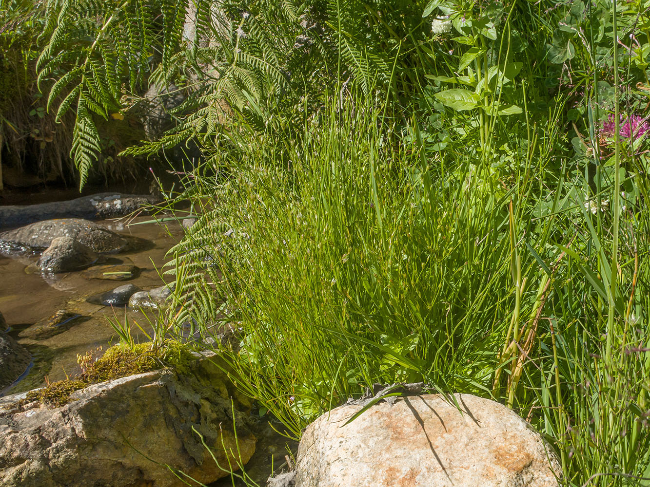 Image of Juncus bufonius specimen.