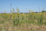 Senecio paucifolius. Цветущие растения; также видны отцветшие побеги цикория (Cichorium intybus). Ульяновская обл., Мелекесский р-н, дол. р. Бирля, остепнённый луг с участками засоления. 12.08.2023.