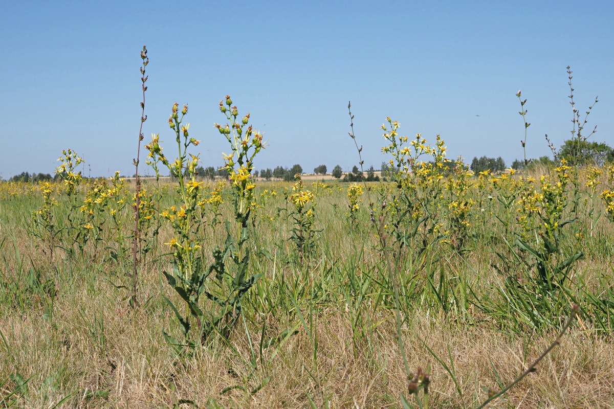 Image of Senecio paucifolius specimen.