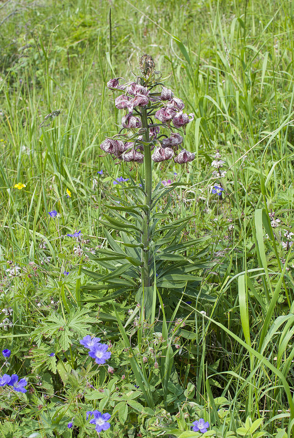 Image of Lilium pilosiusculum specimen.