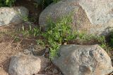 Solanum dulcamara