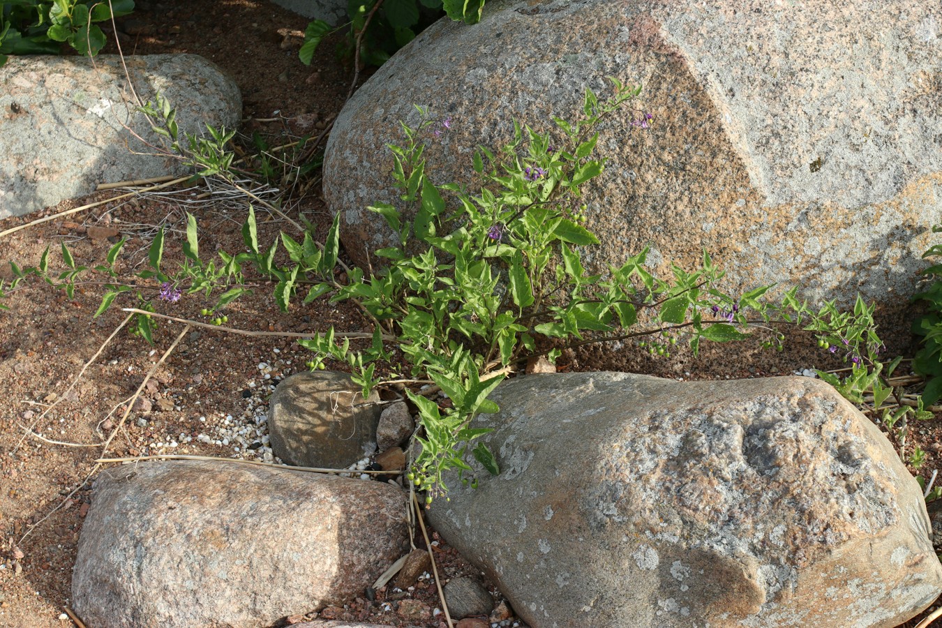 Изображение особи Solanum dulcamara.