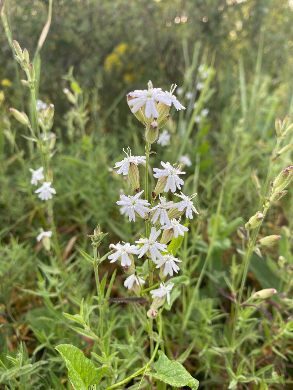 Изображение особи Silene amoena.