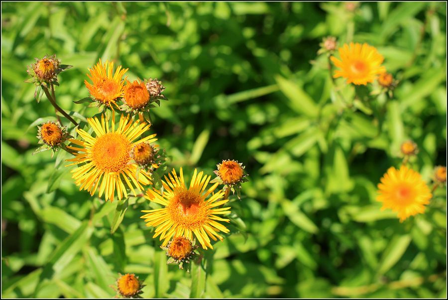 Image of Inula salicina specimen.