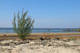 View full-size image Chenopodium striatiforme