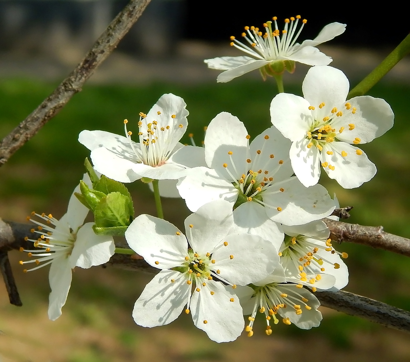 Image of Prunus domestica specimen.