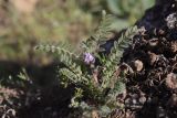 View full-size image Astragalus sinaicus