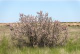 View full-size image genus Tamarix