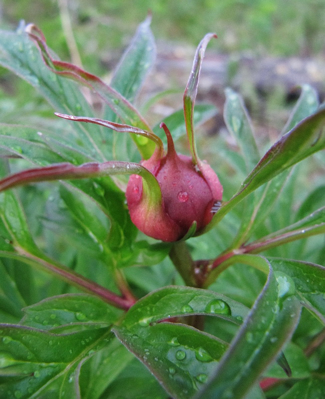 Image of Paeonia anomala specimen.