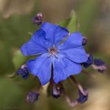 Смотреть изображение род Ceratostigma