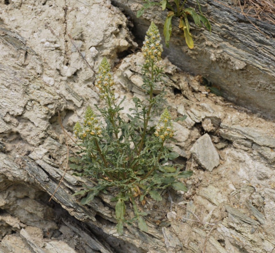 Image of Reseda phyteuma specimen.