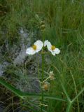 View full-size image Sagittaria trifolia
