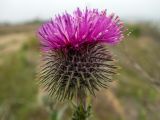 Смотреть изображение Carduus uncinatus