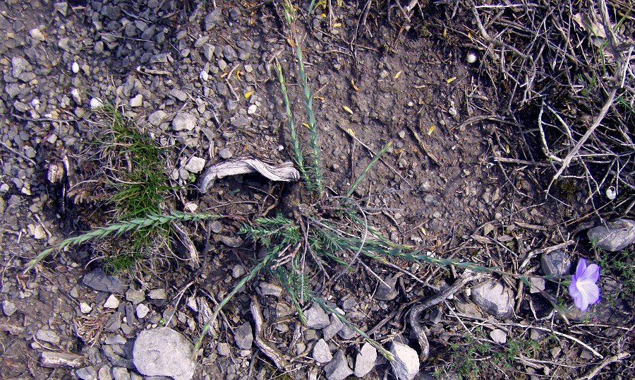 Image of Linum narbonense specimen.