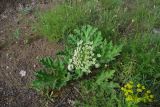 View full-size image Heracleum leskovii