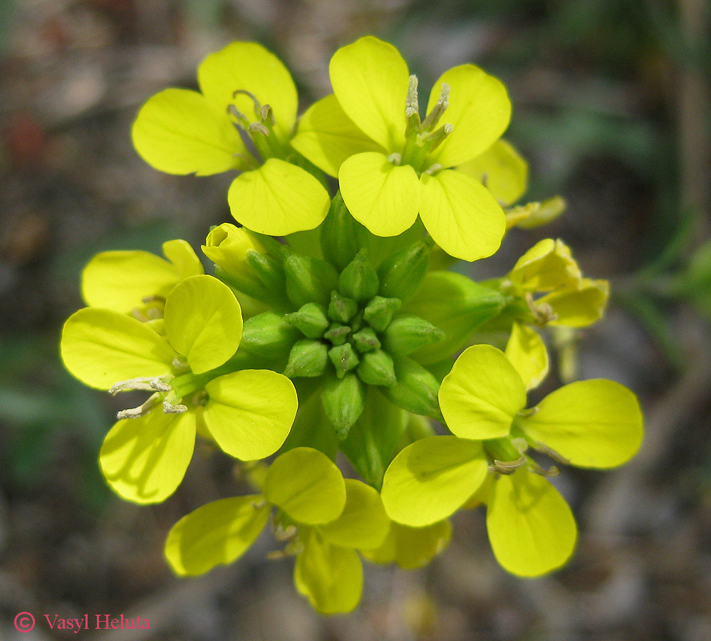 Image of Erysimum cuspidatum specimen.