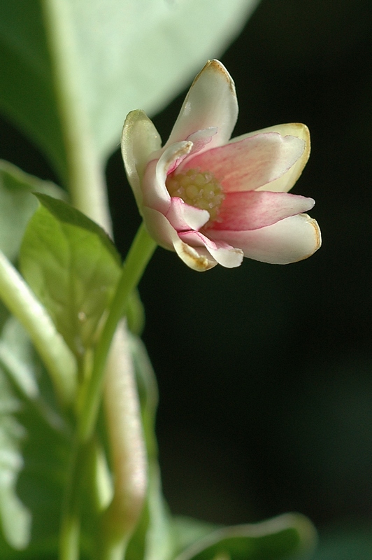 Изображение особи Schisandra chinensis.