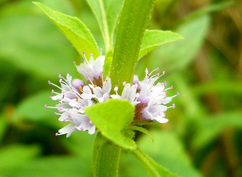 Image of Mentha arvensis specimen.