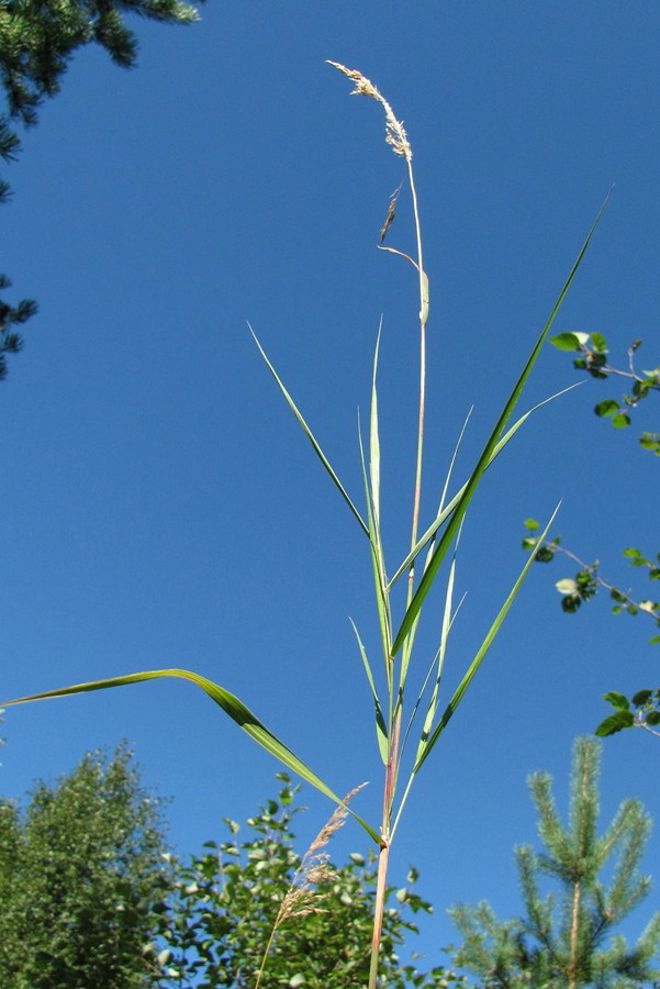 Image of Calamagrostis phragmitoides specimen.