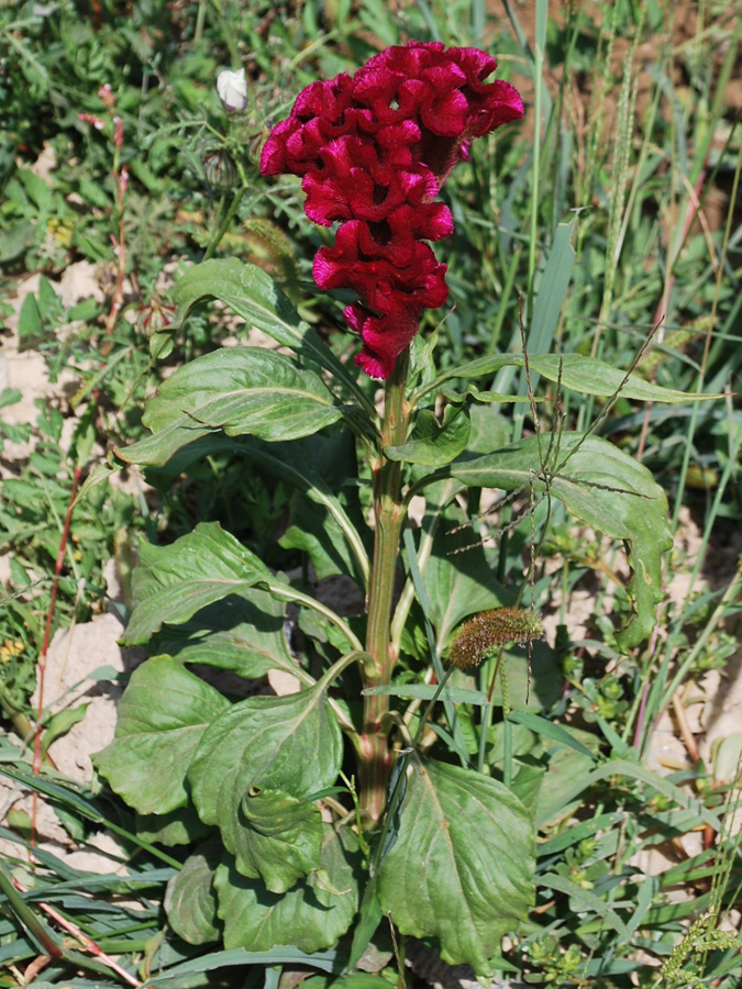 Image of Celosia cristata specimen.