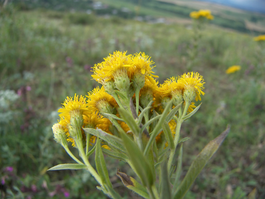 Image of Inula germanica specimen.