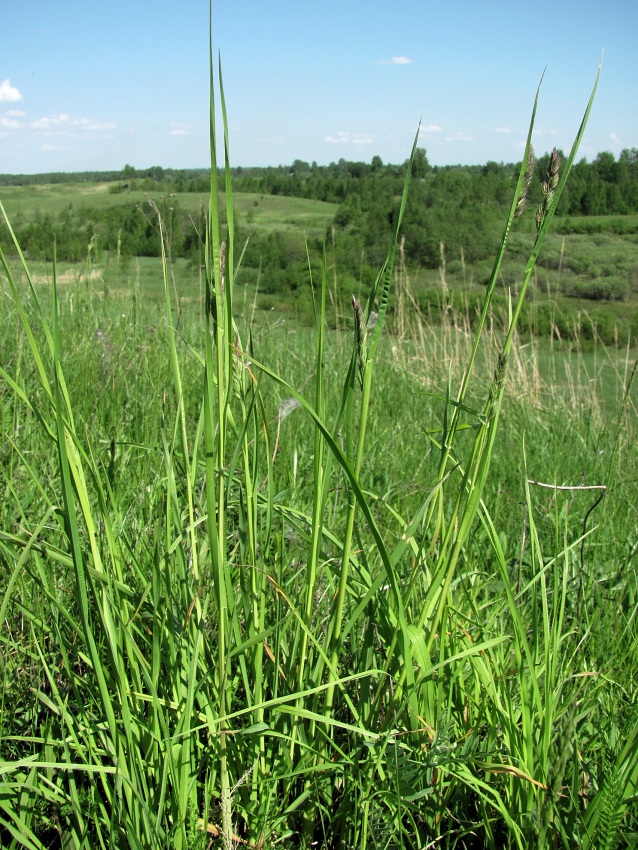 Изображение особи Dactylis glomerata.