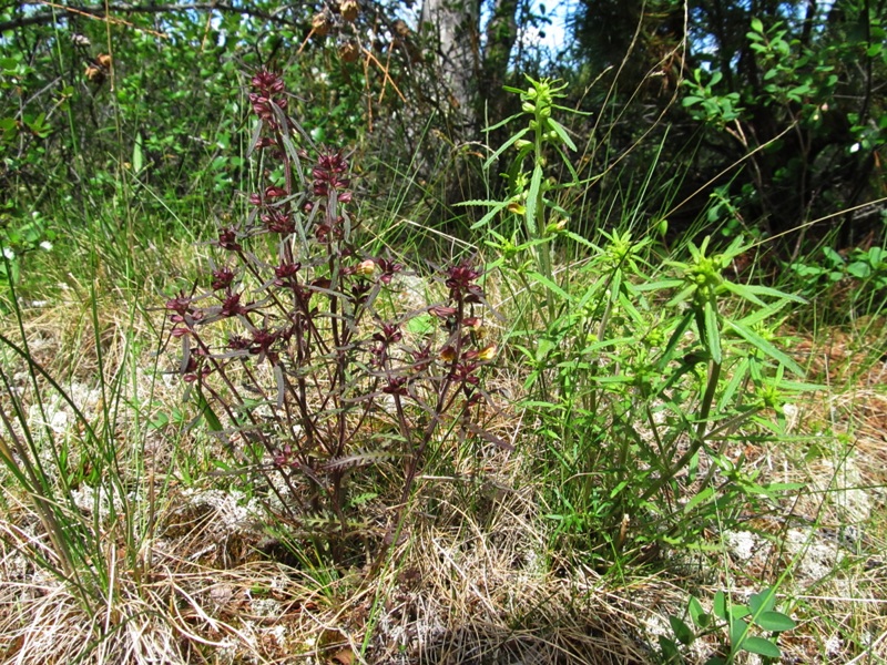 Image of Pedicularis labradorica specimen.