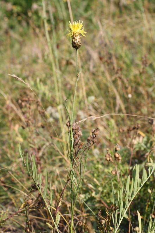 Изображение особи Centaurea orientalis.