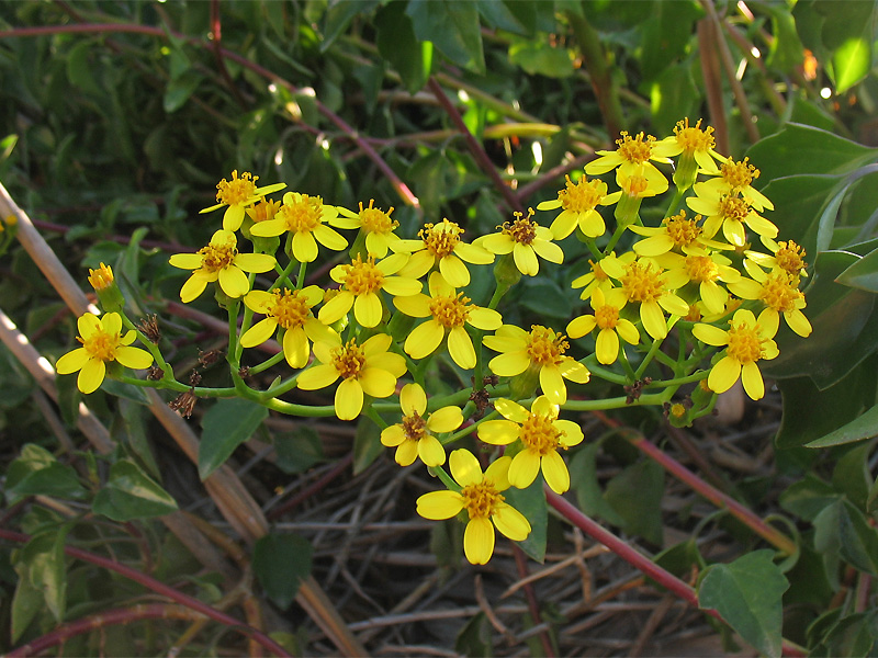 Image of Senecio angulatus specimen.