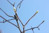 Magnolia × soulangeana