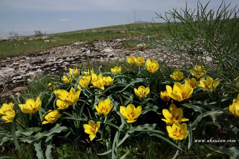 Image of Tulipa lemmersii specimen.