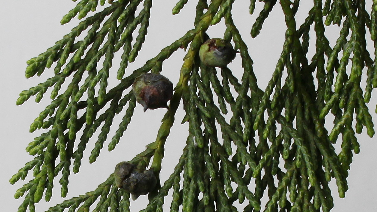 Image of Chamaecyparis nootkatensis specimen.