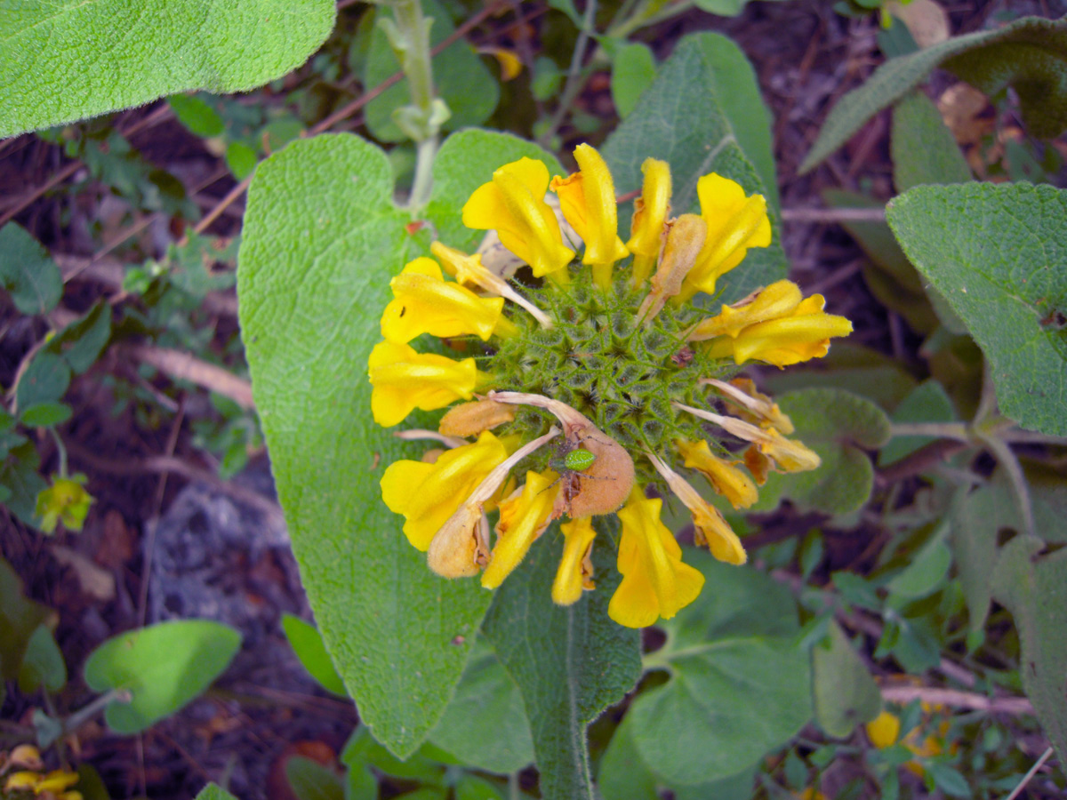 Изображение особи род Phlomis.