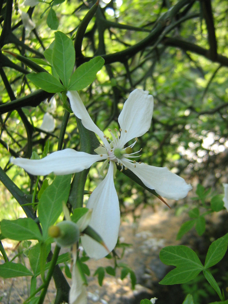 Image of Poncirus trifoliata specimen.