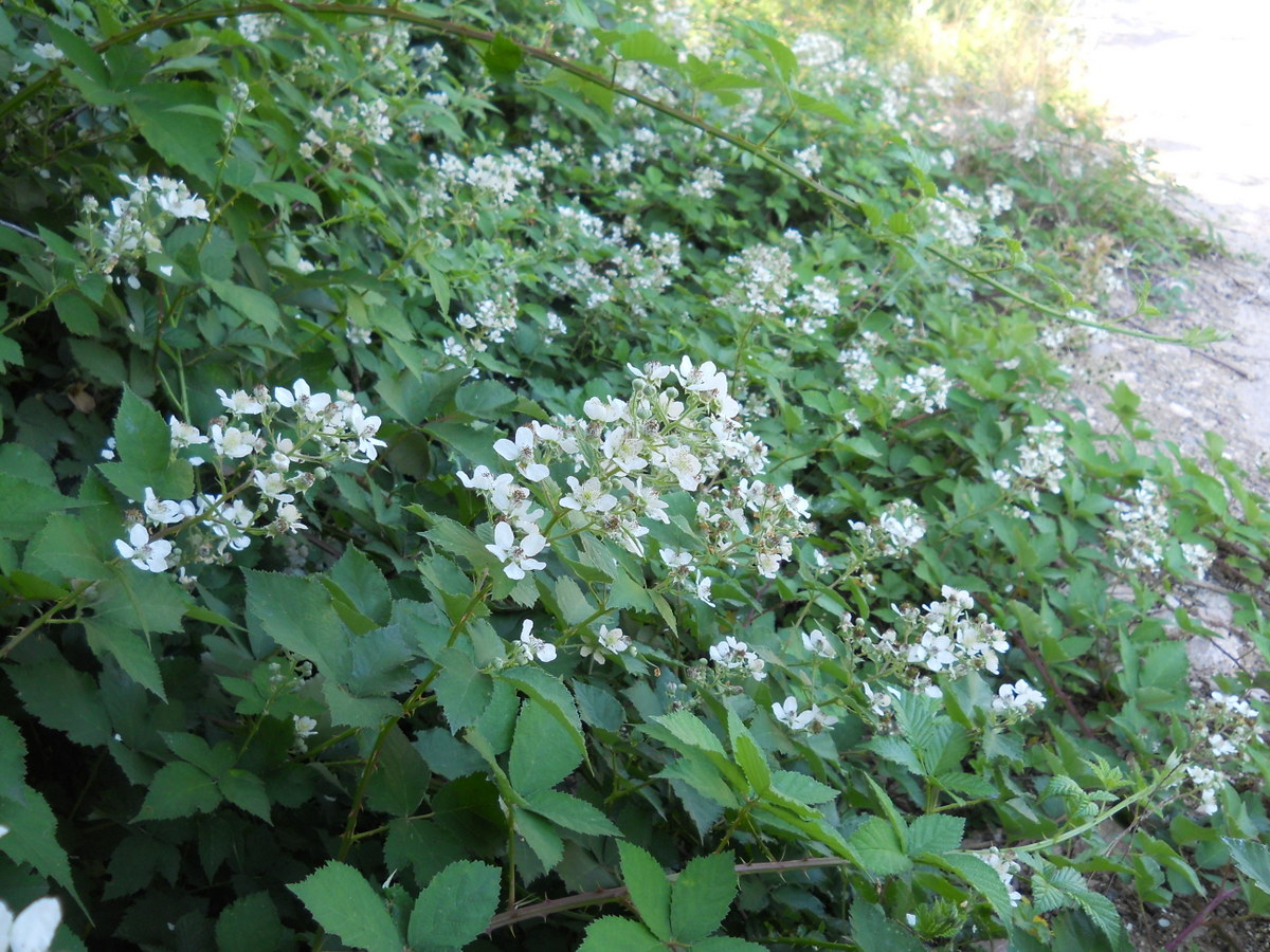 Image of genus Rubus specimen.