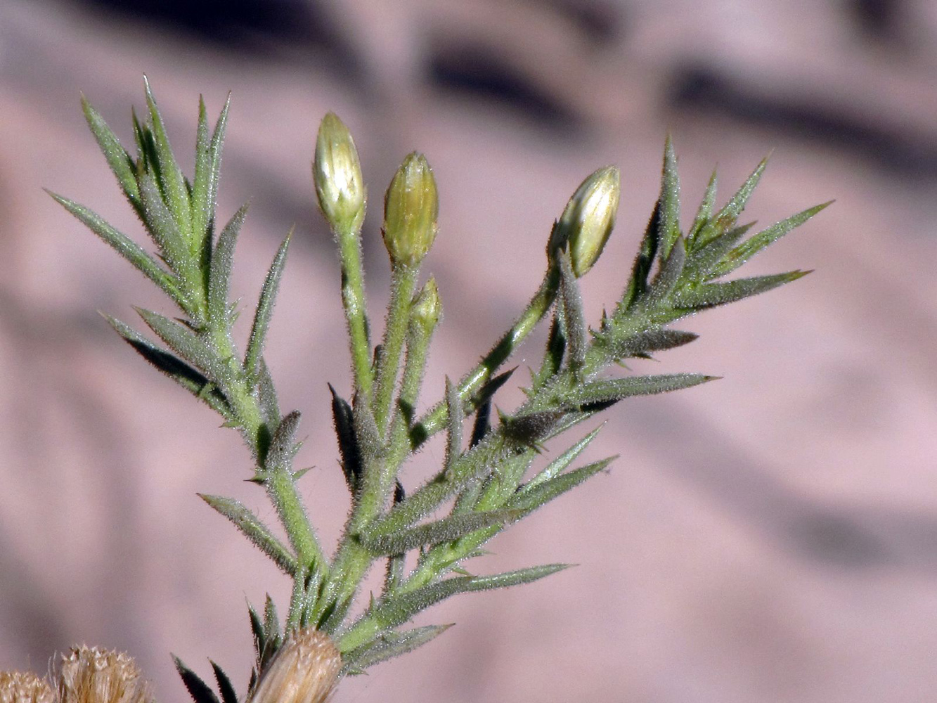 Image of Iphiona scabra specimen.