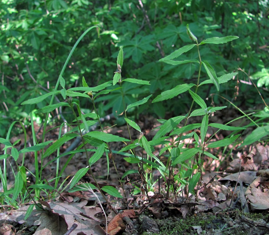 Image of genus Melampyrum specimen.