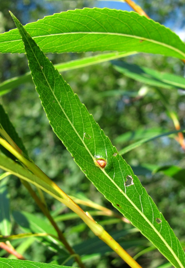 Image of Salix acutifolia specimen.