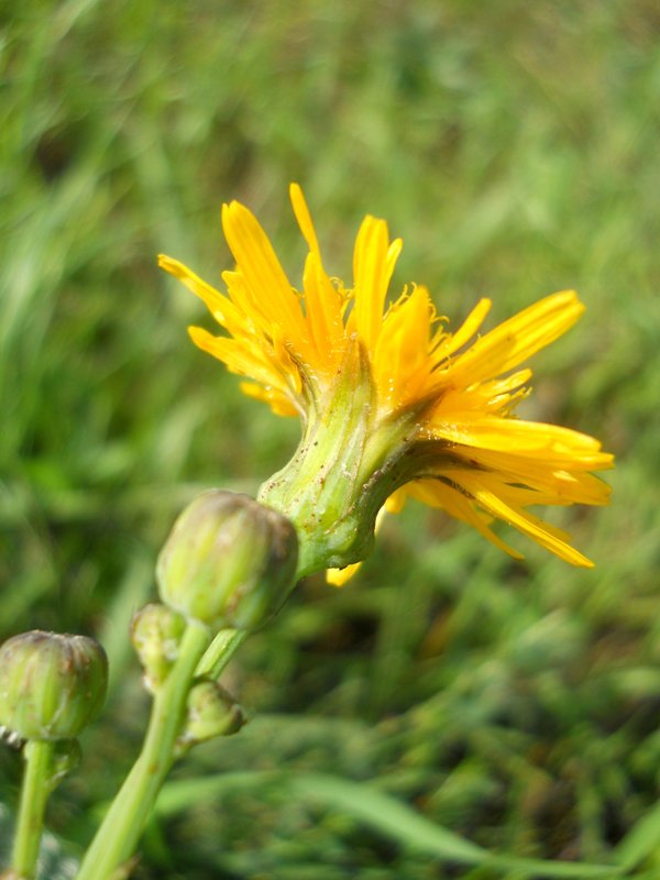 Изображение особи род Sonchus.