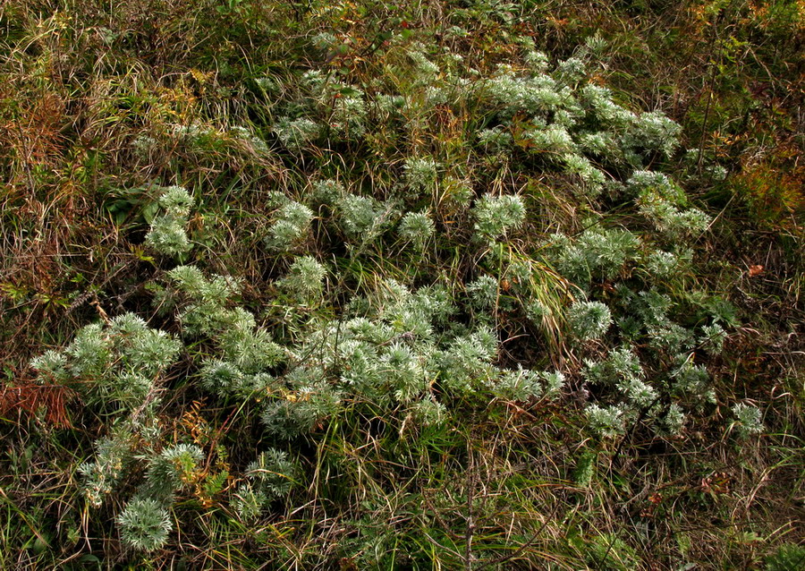 Image of Artemisia sericea specimen.