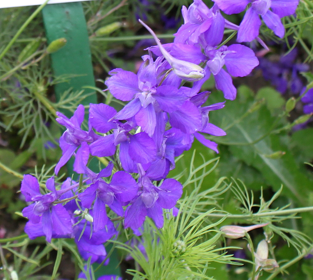 Image of Delphinium consolida specimen.