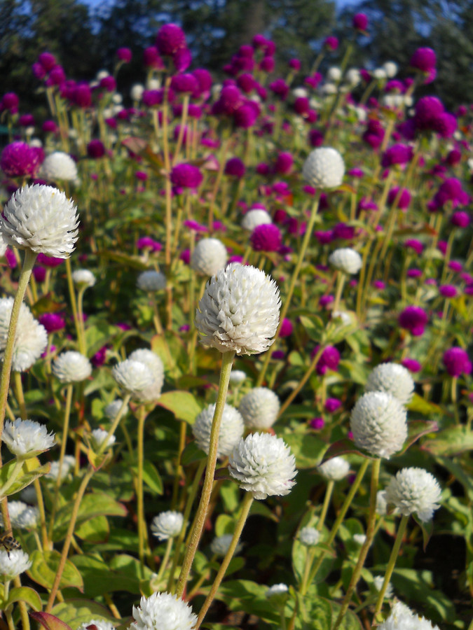 Изображение особи Gomphrena globosa.