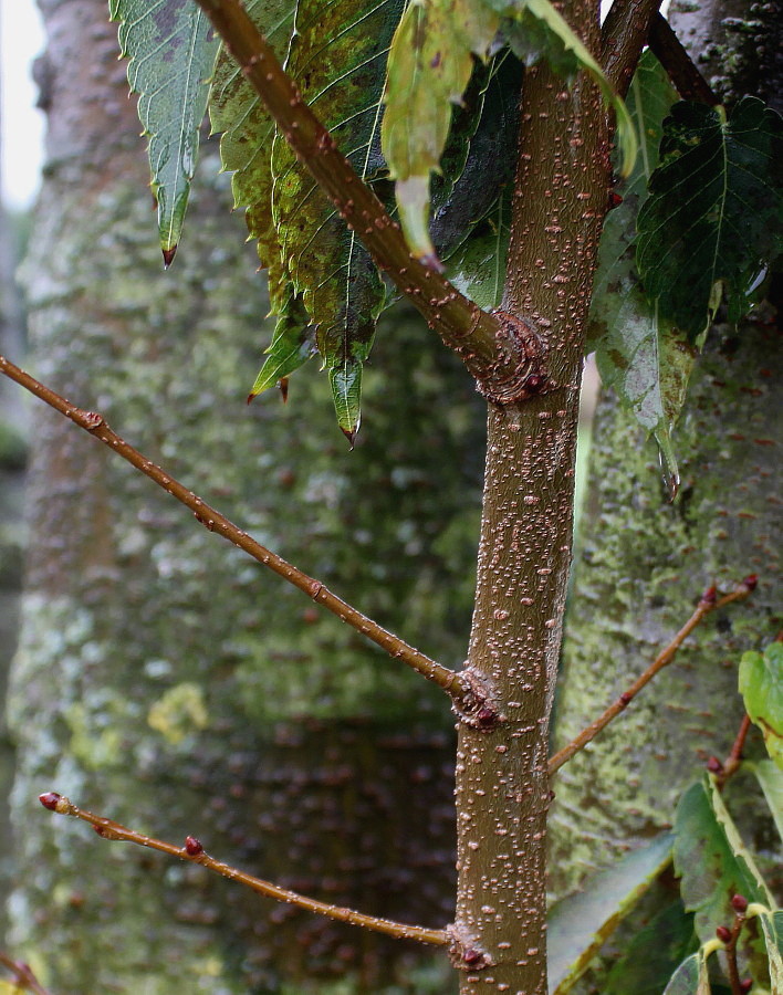 Изображение особи Zelkova serrata.